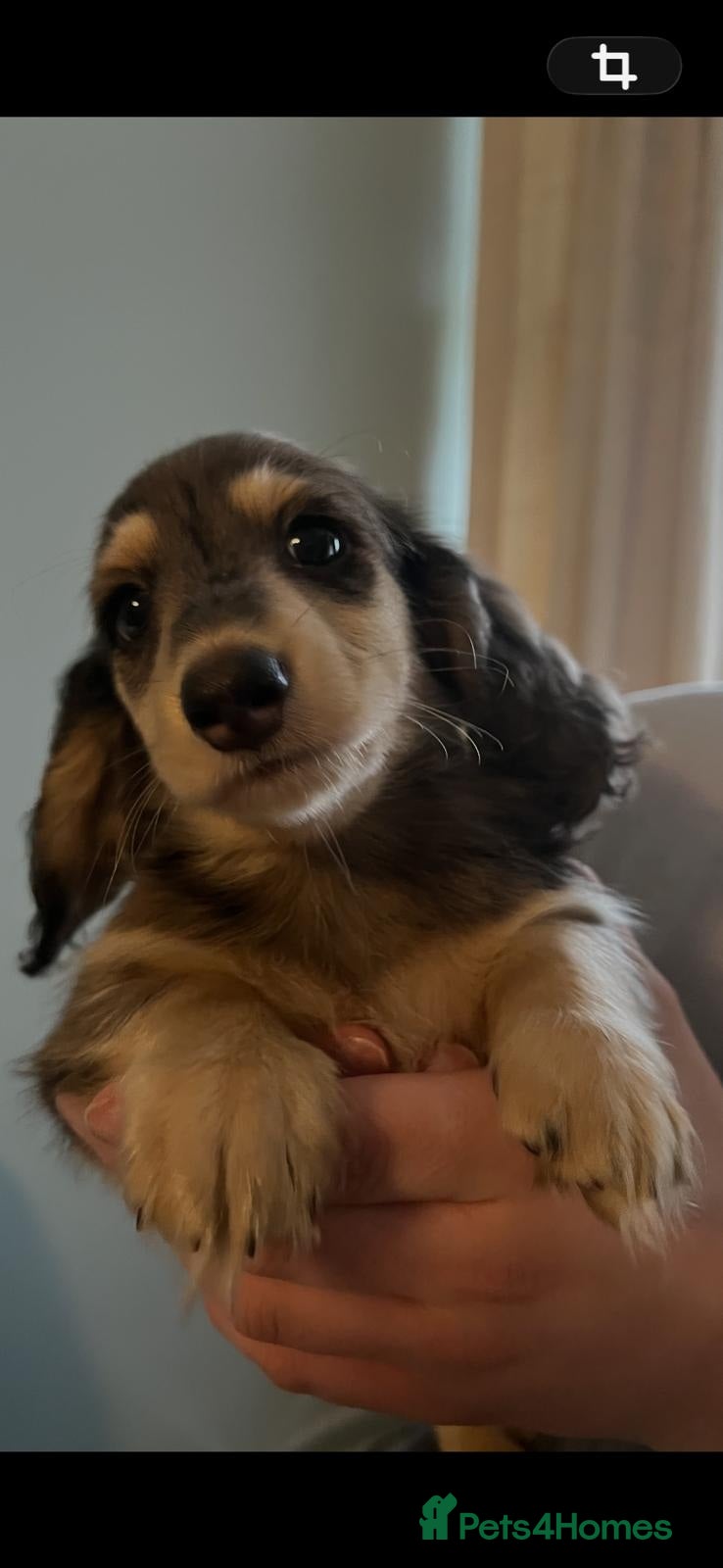 Miniature Dachshund dogs ready to leave now kc reg mini dat puppies - Advert 18