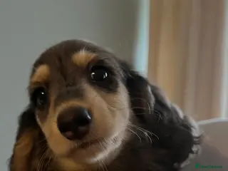 Miniature Dachshund dogs ready to leave now kc reg mini dat puppies - Advert 18