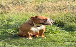 English Bulldog dogs for sale: Winston  - Image 1