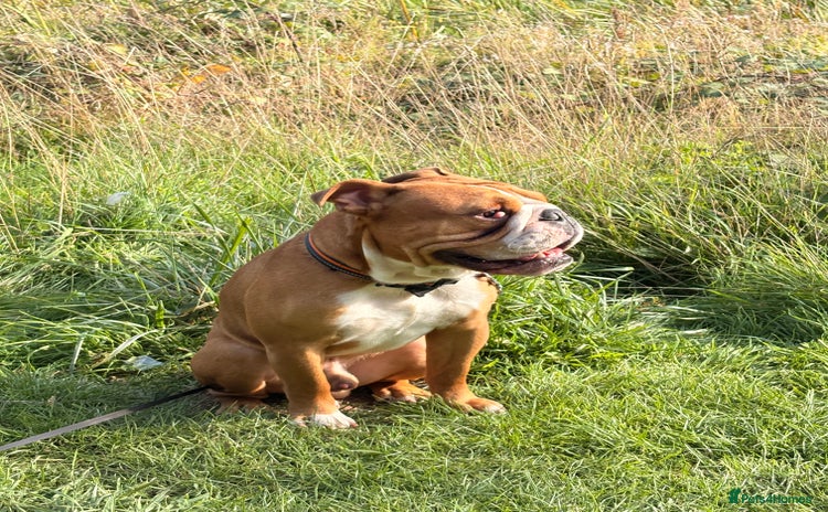 English Bulldog dogs - Advert 1
