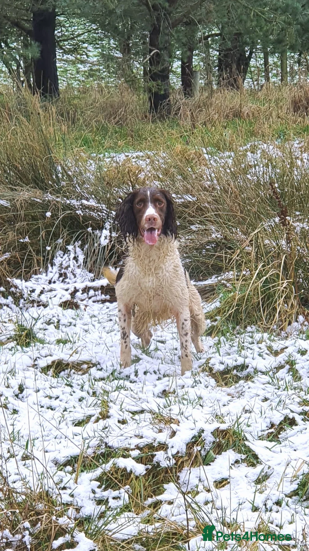 English Springer Spaniel dogs for stud: EXCEPTIONAL KC Reg springer spaniel stud in Accrington - Advert 8