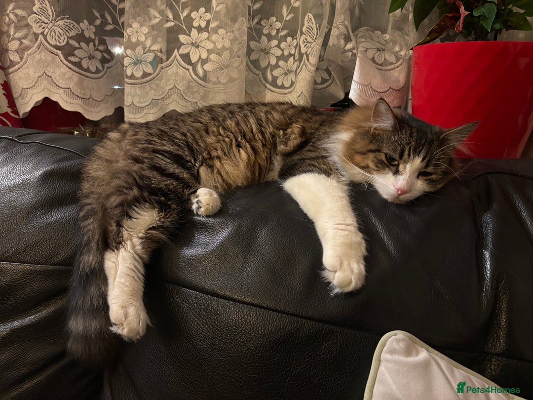 Mixed Breed cats for sale: Wolfie  - Advert 11