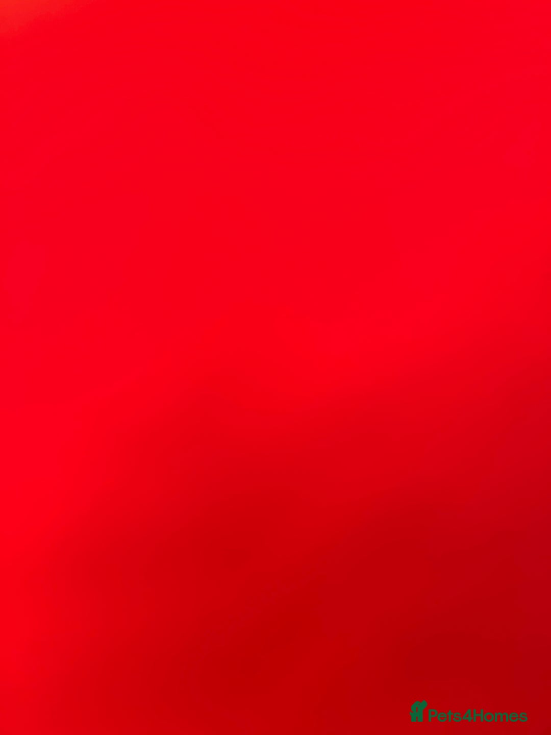 Bengal cats for sale: Marbles - Image 5