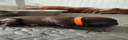 Boxer dogs for sale: KC Boxer Puppies  – 1 Week Old - Advert 28