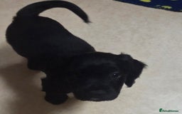 Cocker Spaniel dogs for sale: KC Registered Working Cocker Spaniels - Image 4