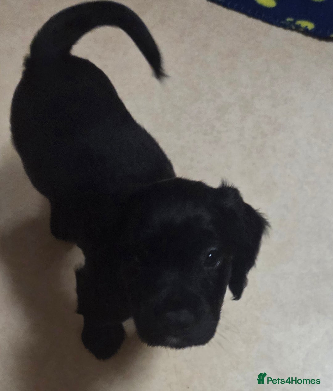 Cocker Spaniel dogs for sale: KC Registered Working Cocker Spaniels - Image 4