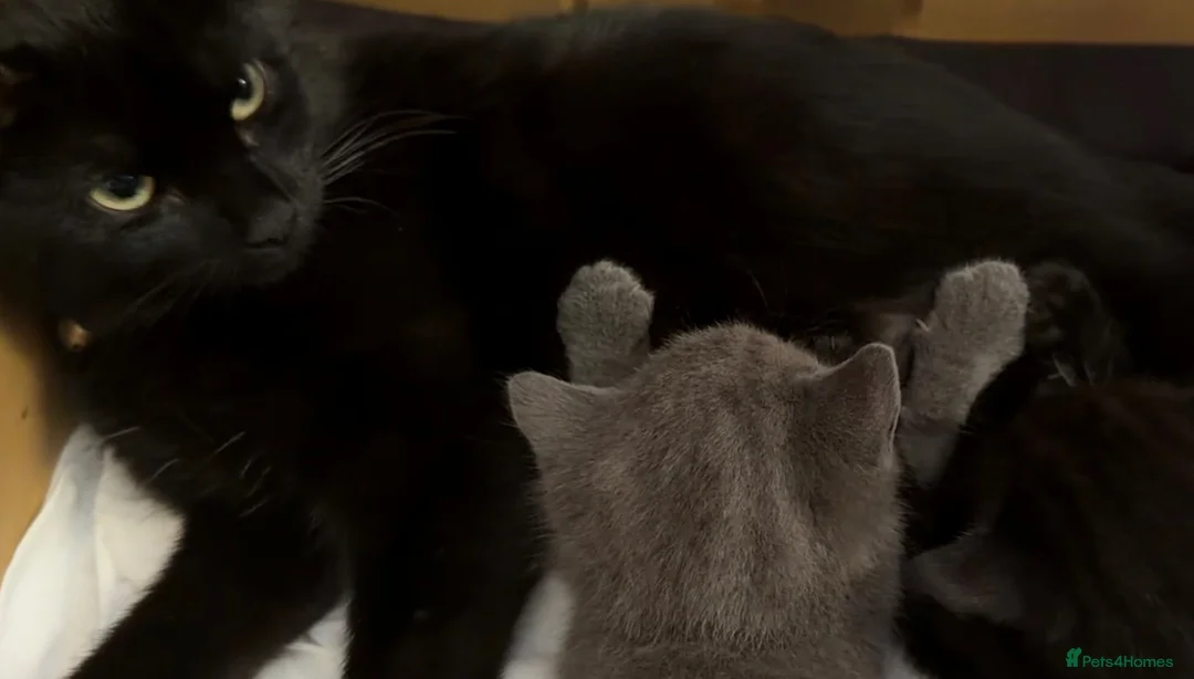 British Shorthair cats for sale: 2 British shorthair kittens for sale, 1 month old in Barnard Castle - Advert 12