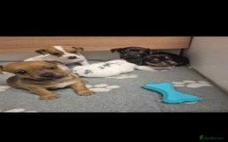 Mixed Breed dogs for sale: Jack Russell/ dachshund  - Image 1