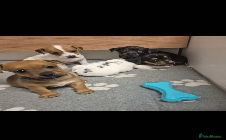 Mixed Breed dogs - Advert 6
