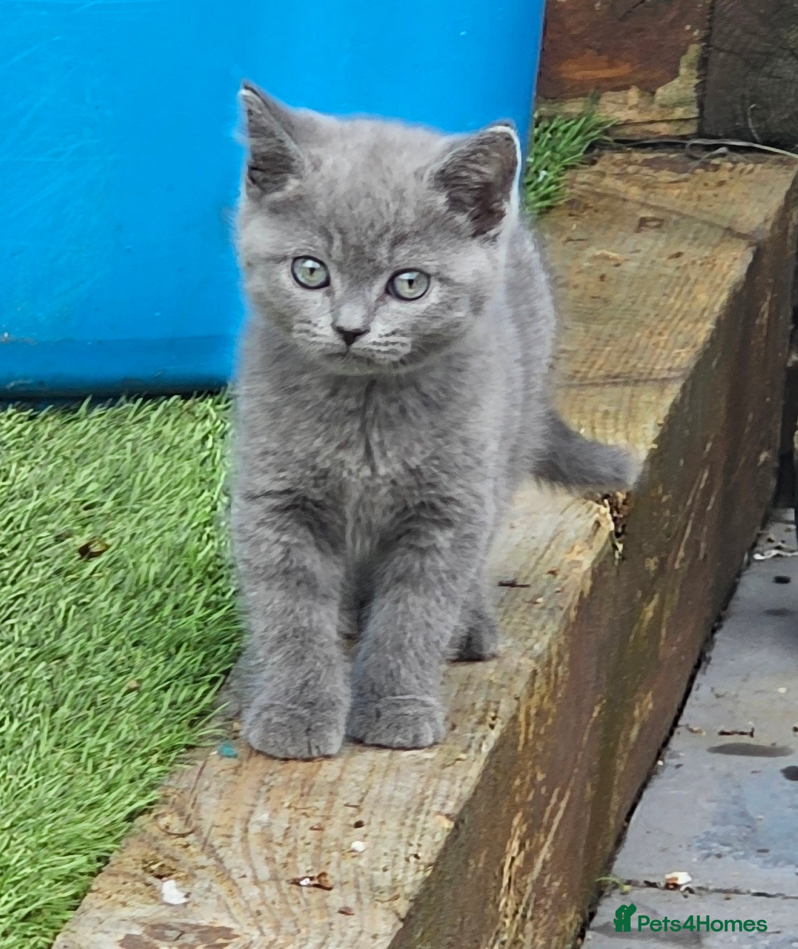 British Shorthair cats REDUCED 3 LEFT READY Blue British short hair X  - Advert 2
