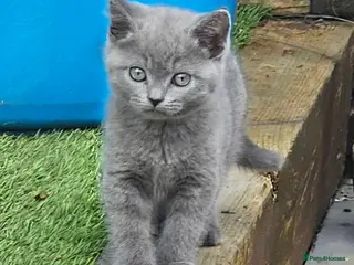 British Shorthair cats REDUCED 3 LEFT READY Blue British short hair X - Advert 2