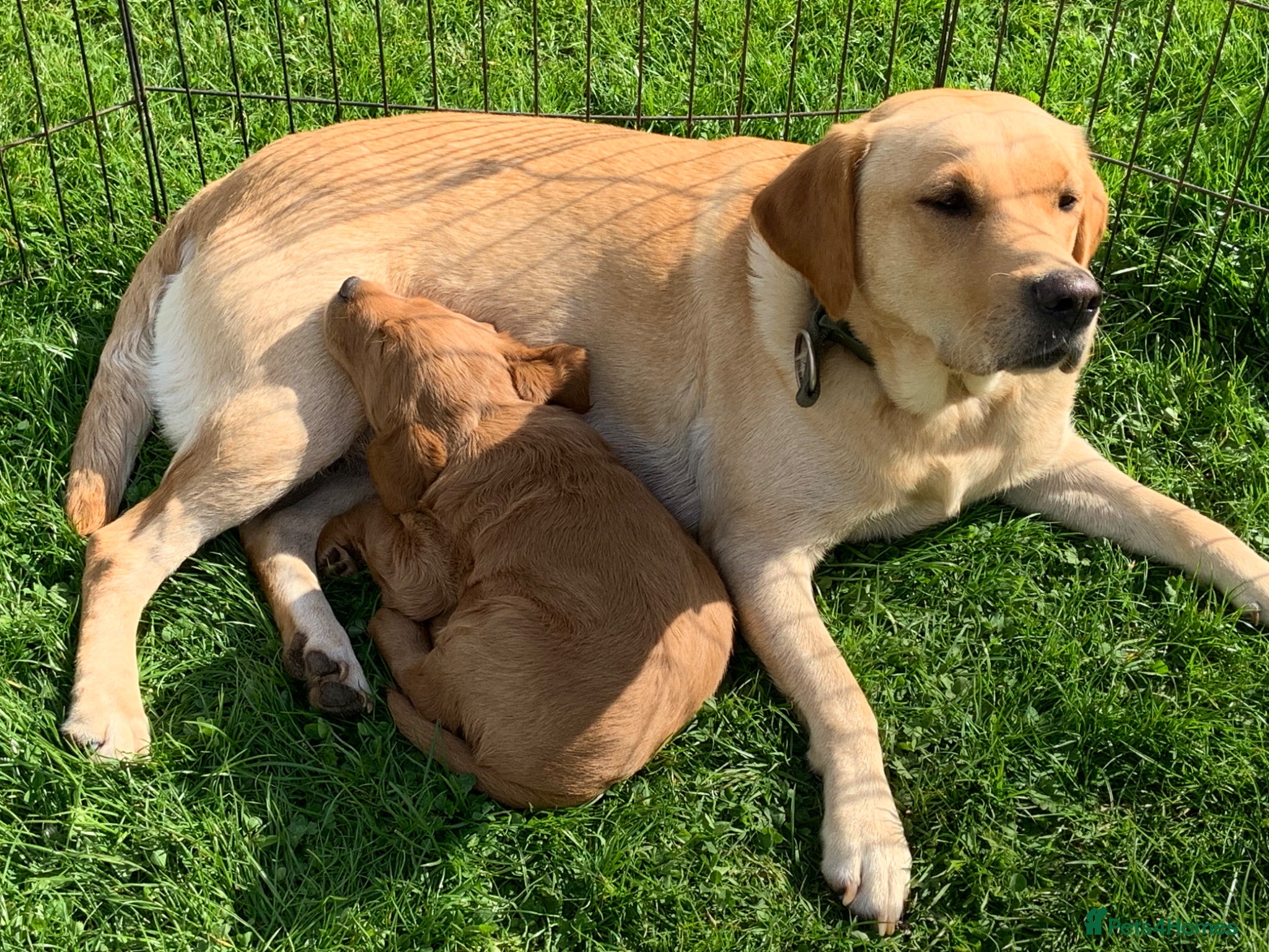 Labradoodle dogs Gorgeous Labradoodle Male Puppy - Advert 16