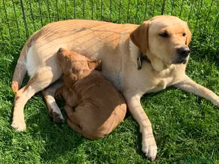 Labradoodle dogs Gorgeous Labradoodle Male Puppy - Advert 16