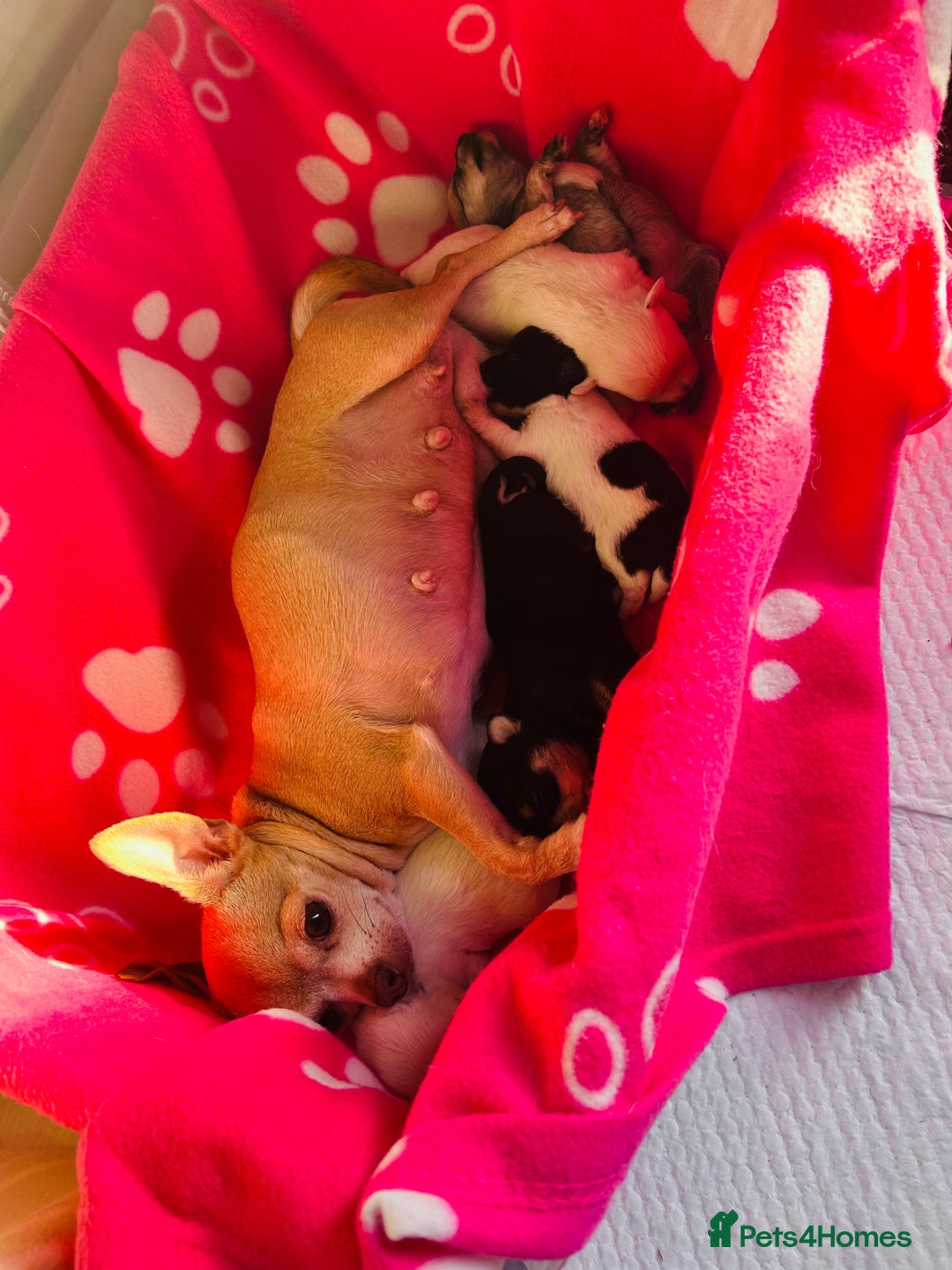 Chipoo dogs for sale: Tiny Chihuahua/ Asian Toy poodle puppies  - Image 3