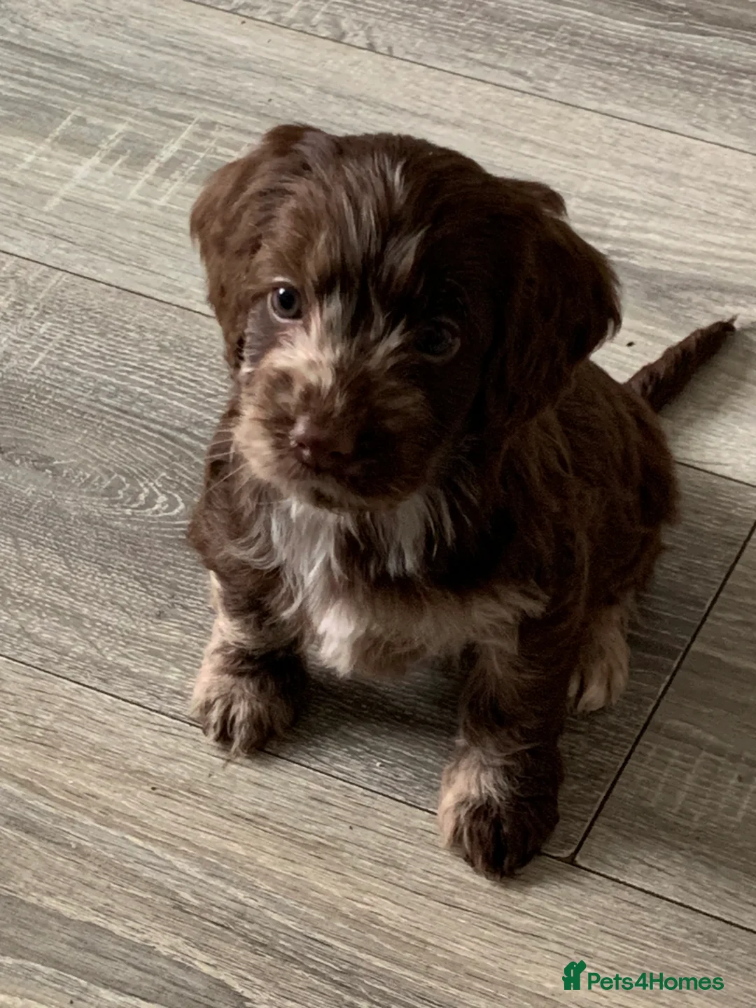 Cockapoo dogs for sale: Healthy toy poodle companions  - Advert 14