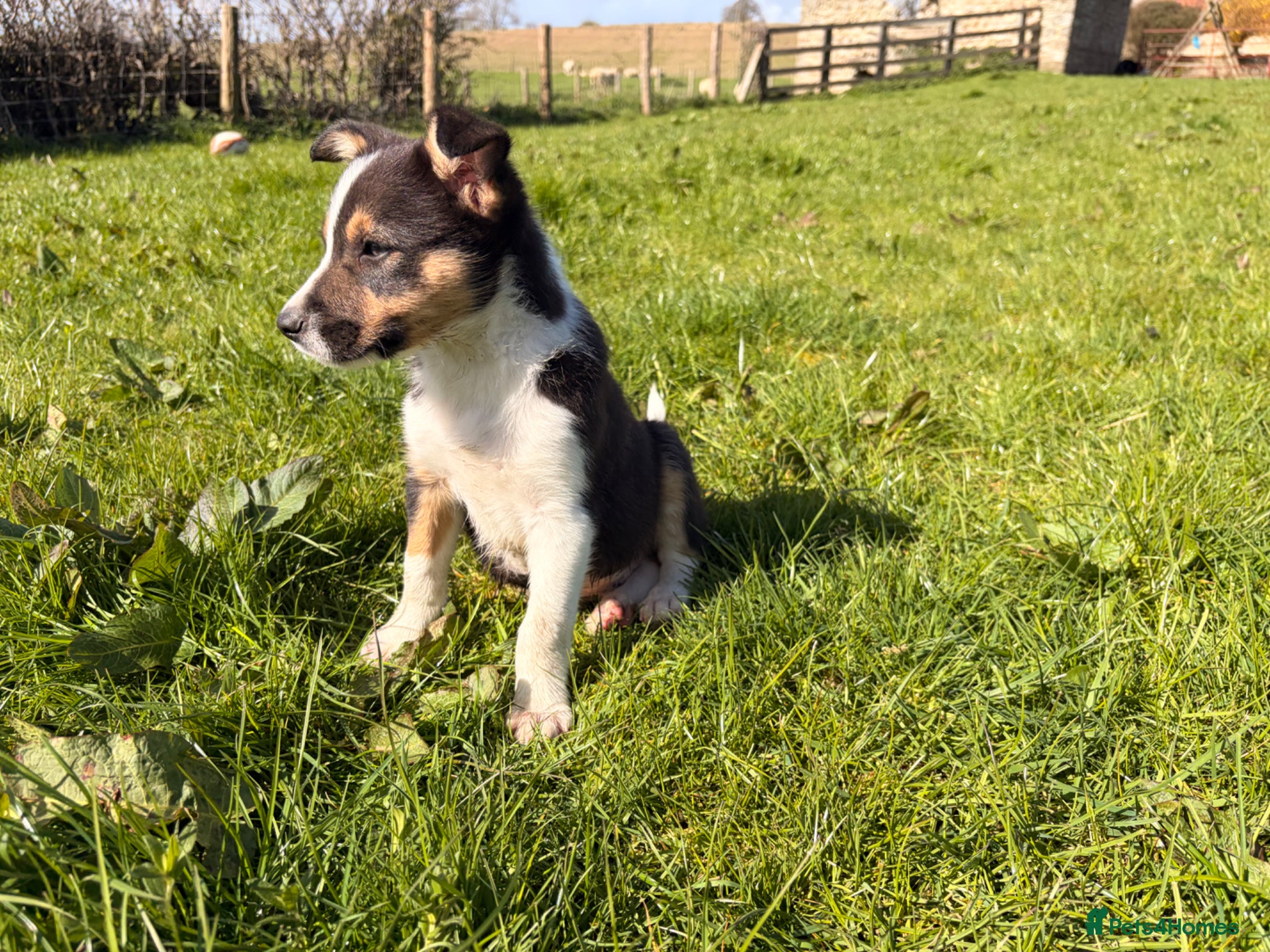 Border Collie dogs  Border Collie Pups blue Merle and black/white/tan - Advert 2