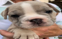 French Bulldog dogs for sale: French bulldog puppies with lilac and merle  - Image 2