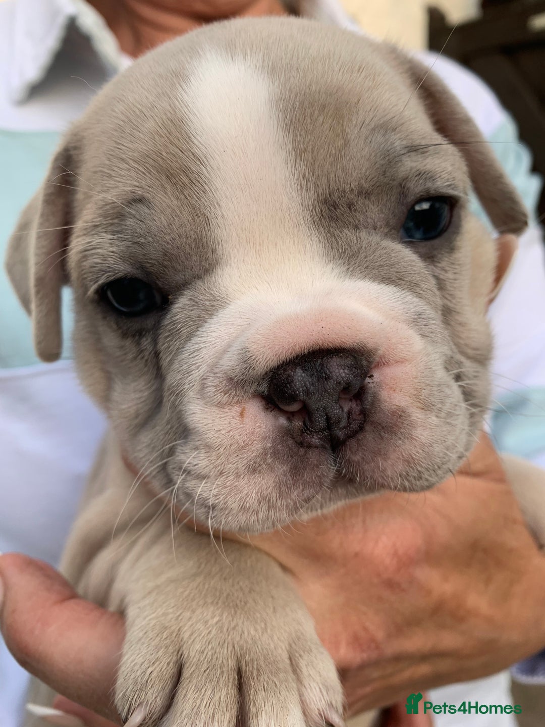 French Bulldog dogs for sale: French bulldog puppies with lilac and merle  - Image 2