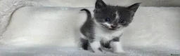 British Shorthair cats for sale: MIXED British Shorthair - Advert 18