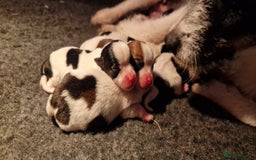 Jack Russell dogs for sale: kC Reg Jack Russell Pups, DNA Health Tested - Image 34