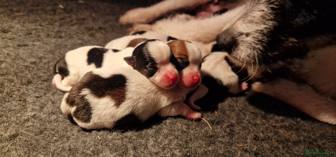 Jack Russell dogs for sale: kC Reg Jack Russell Pups, DNA Health Tested - Image 34