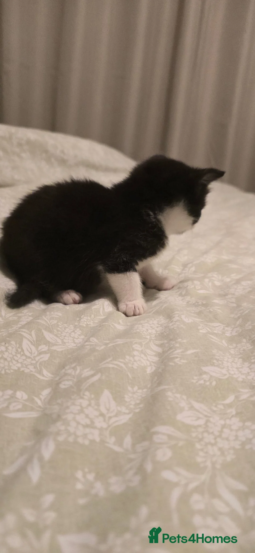 Mixed Breed cats for sale: Black and white boy  - Advert 5