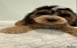 Cockapoo dogs for sale: Stunning sable, roan, parti f1. Full dna clear  - Image 11