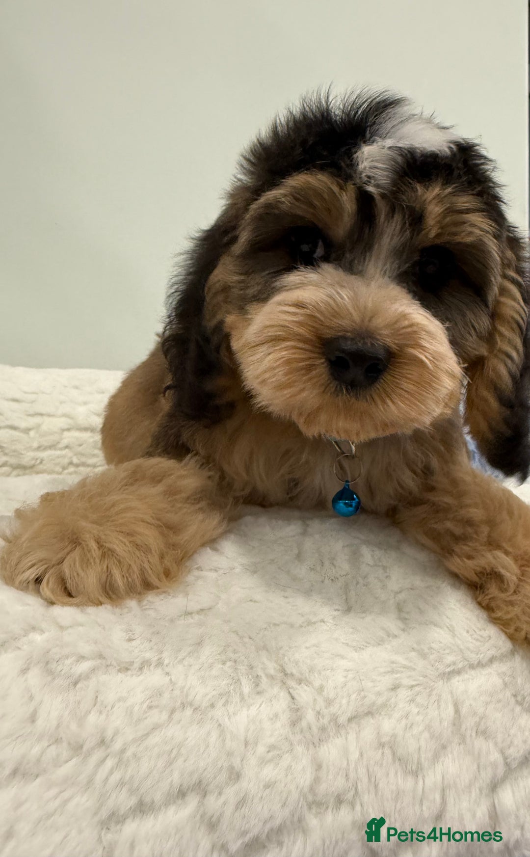 Cockapoo dogs for sale: Stunning sable, roan, parti f1. Full dna clear  - Image 11