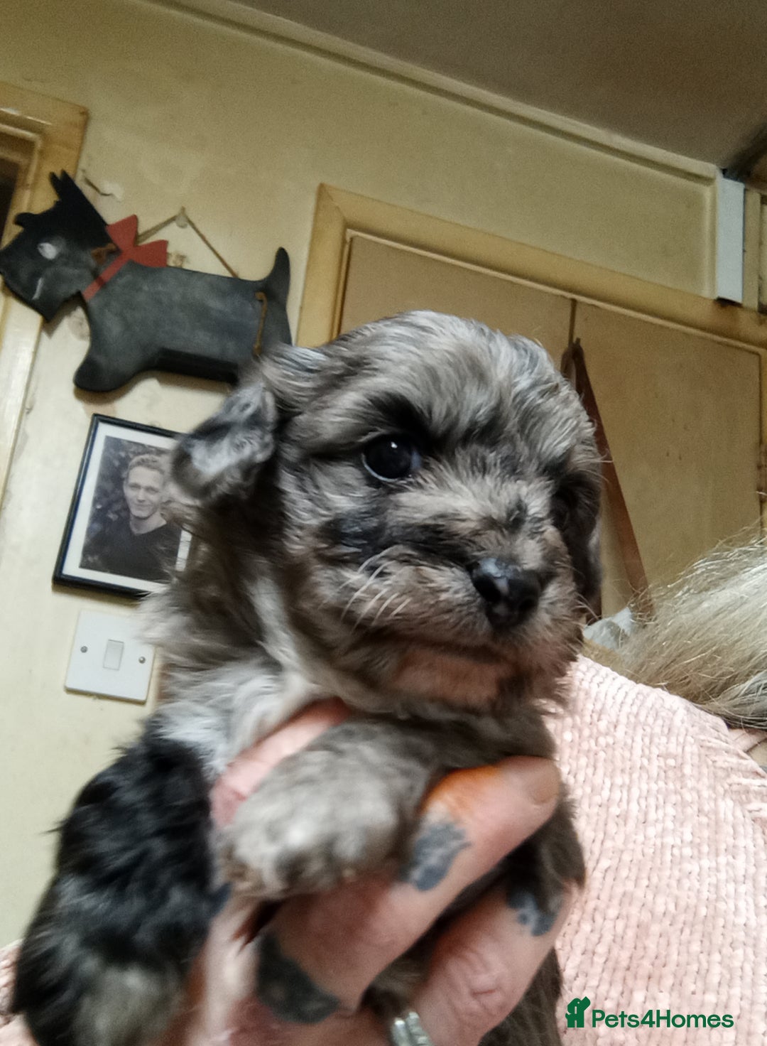 Poochon dogs for sale: POOCHON BOY PUPS - Advert 5