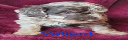 Labradoodle dogs for sale: Gorgeous Miniature Labradoodles - Advert 34