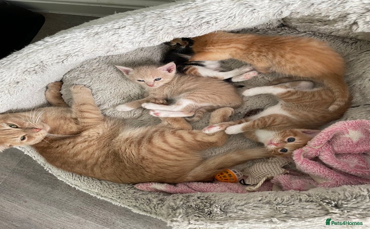 Mixed Breed cats - Advert 8
