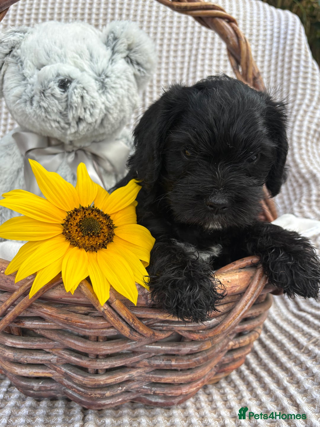 Mixed Breed dogs for sale: Pugalier x miniature schnauzer puppies - Image 2