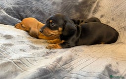 Miniature Dachshund dogs for sale: Three beautiful miniature dachshund boys  - Advert 9