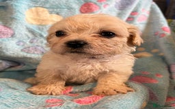 Cavachon dogs for sale: Beautiful Litter of Cavachon Puppies - Image 14