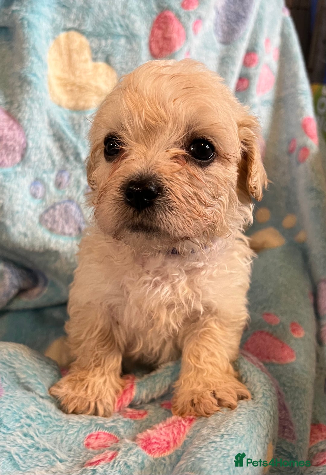 Cavachon dogs for sale: Beautiful Litter of Cavachon Puppies - Image 14