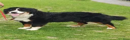 Bernese Mountain Dog dogs for sale: Two lovely Bernese Mountain Dogs  - Advert 3