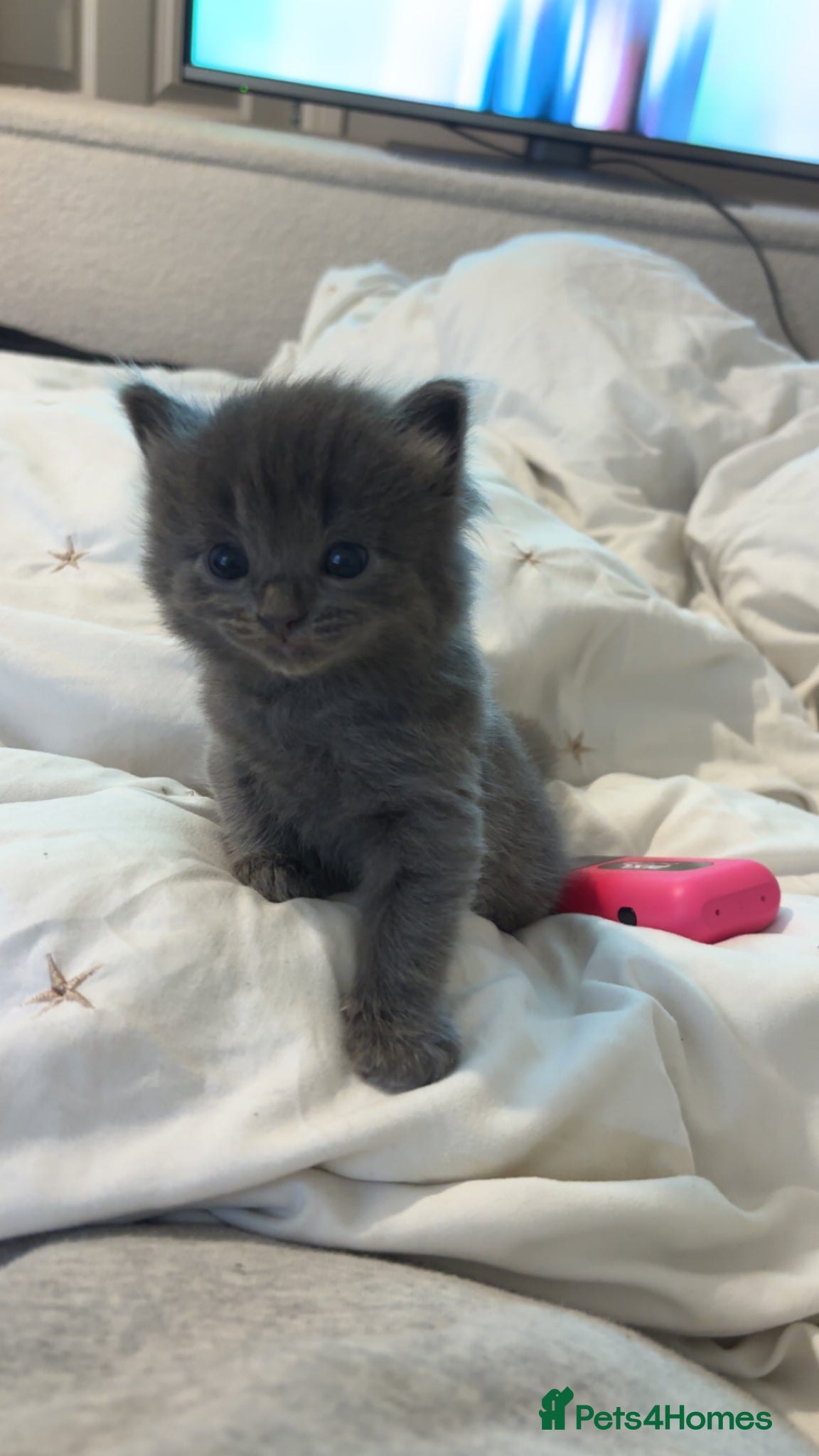 Ragdoll cats for sale: Ragdoll cross kittens for sale  - Advert 4