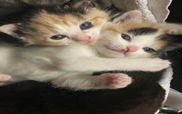Domestic Shorthair cats for sale: 🐾 3 Beautiful Kittens Looking for Loving 🐾 🐾  - Image 10