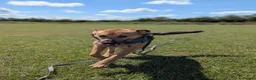 Mixed Breed dogs for sale: Marius is looking for his forever home 💙  in Manchester - Advert 25