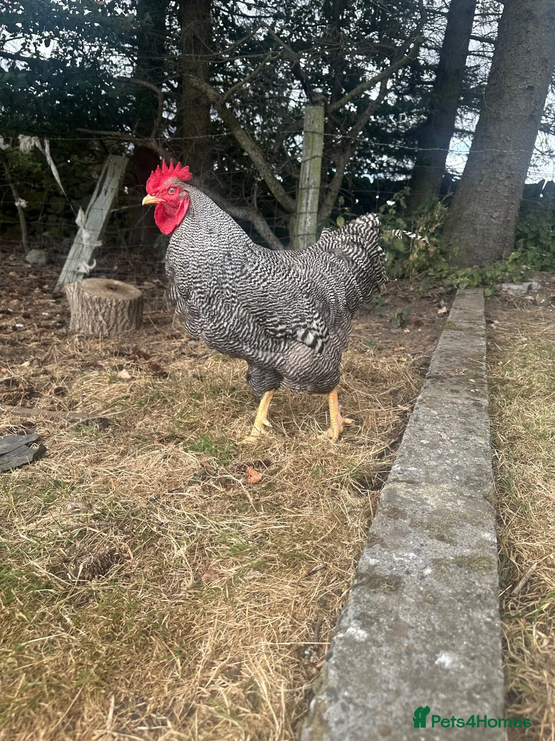 Chickens poultry for sale: Barred Plymouth Rock Hatching Eggs - Advert 1