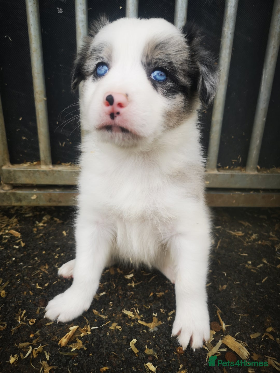 Border Collie Puppies for sale Pets4Homes