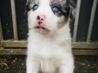 Border Collie dogs - Advert 4
