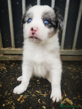 Border Collie dogs - Advert 2