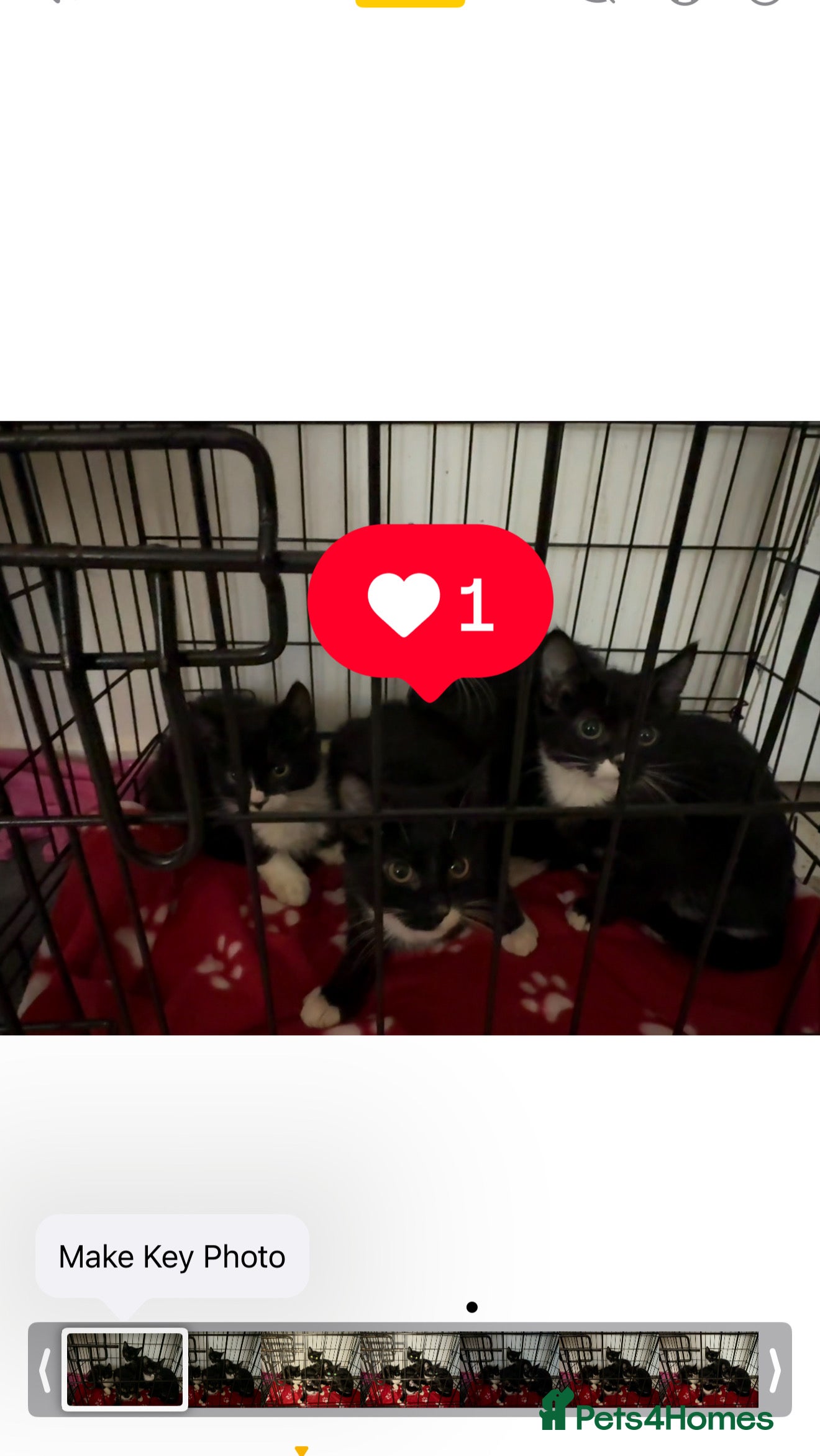 Bombay cats Black and white kittens - Advert 15