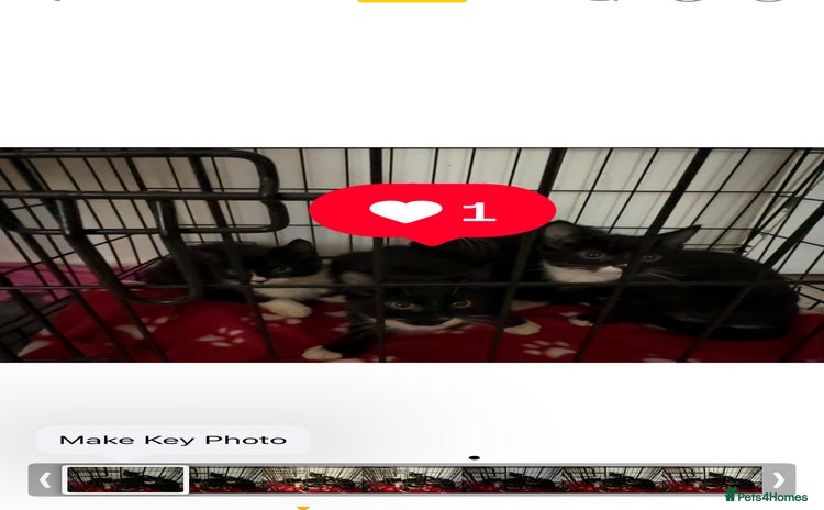 Bombay cats Black and white kittens - Advert 1