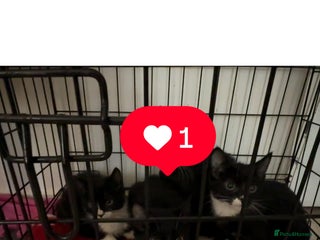 Bombay cats Black and white kittens - Advert 1