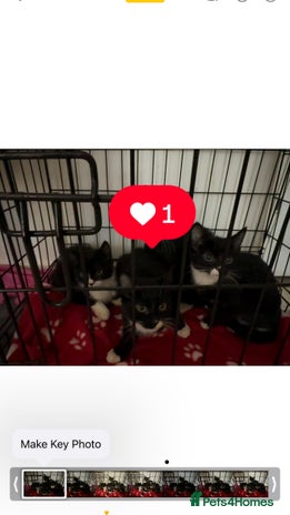 Bombay cats Black and white kittens - Advert 1