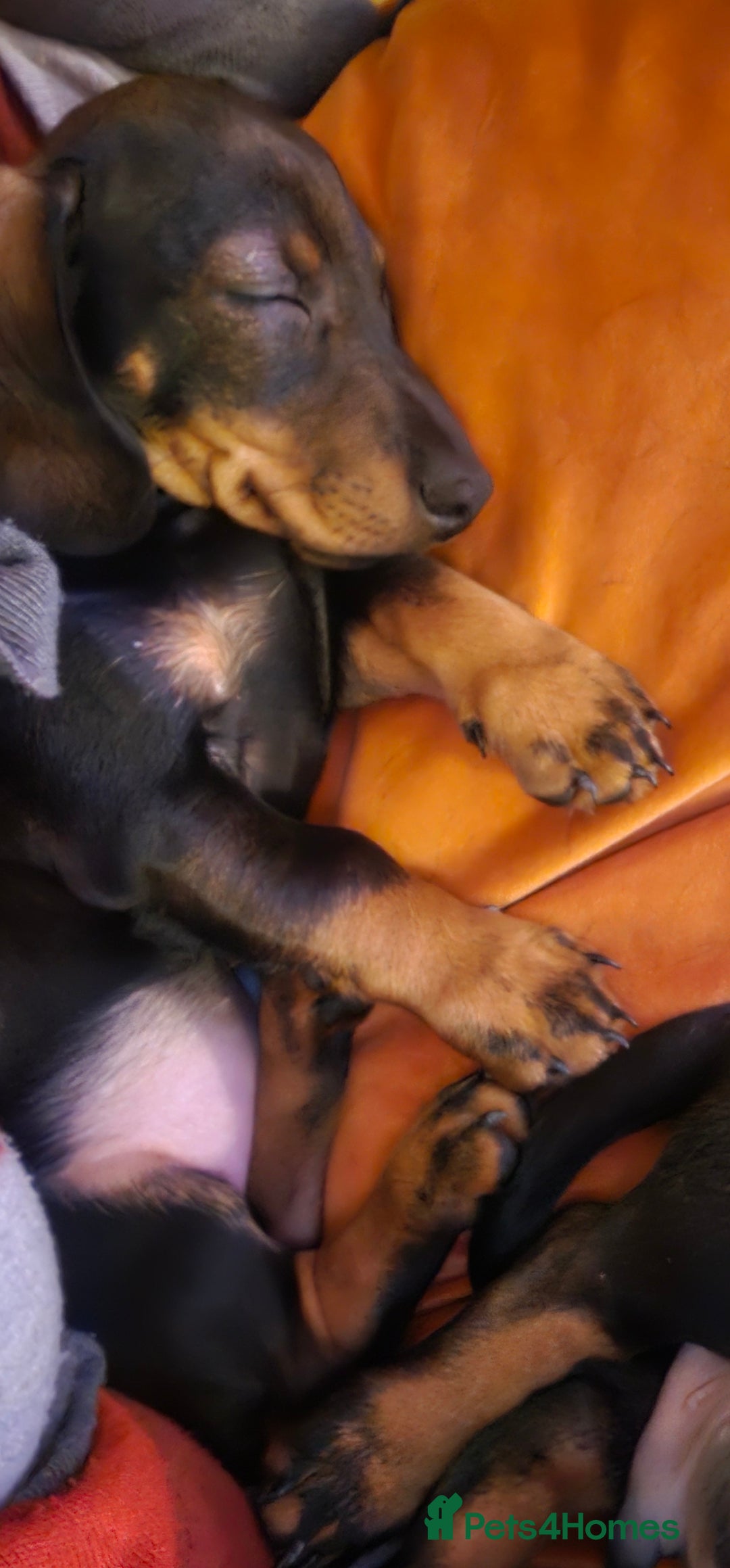 Miniature Dachshund dogs for sale: Miniature Daschund Puppies 6 Boys ONLY 2 LEFT 🩵💙 - Advert 24