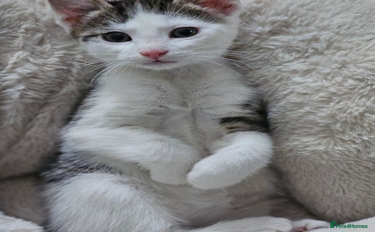 Mixed Breed cats - Advert 5