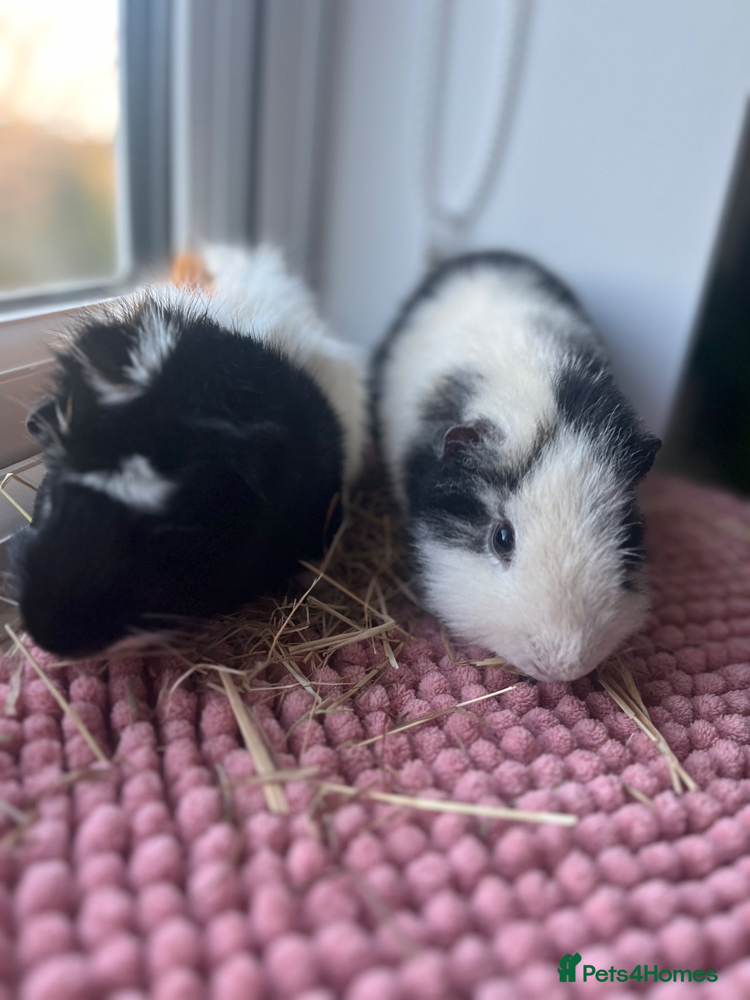 Guinea Pig rodents for sale: 2 BOARS SOLD SEPARATELY (ready to go in a month)  - Advert 1